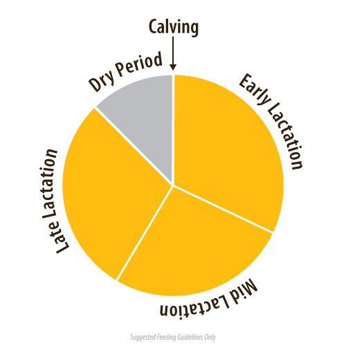 Gold Pellets - Image 2