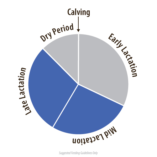Spring Pellets - Image 2