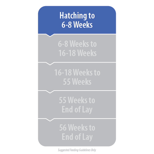 Golden Chick Starter Crumble - Image 2
